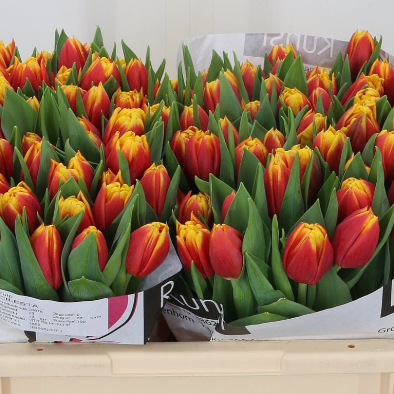 Tulip Cilesta Tulip Cilesta