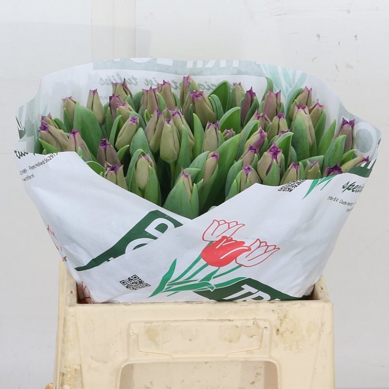 Tulip Crown Negrita Tulip Crown Negrita