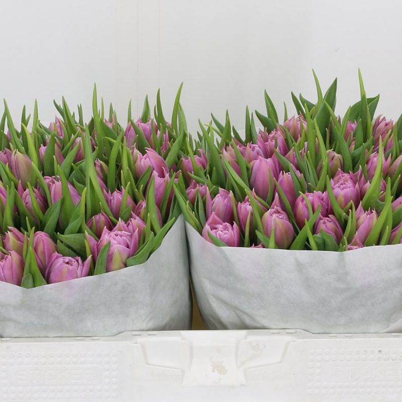 Tulip Double Price Tulip Double Price