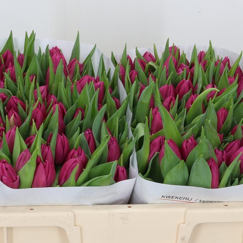 Tulip Double Princes Tulip Double Princes