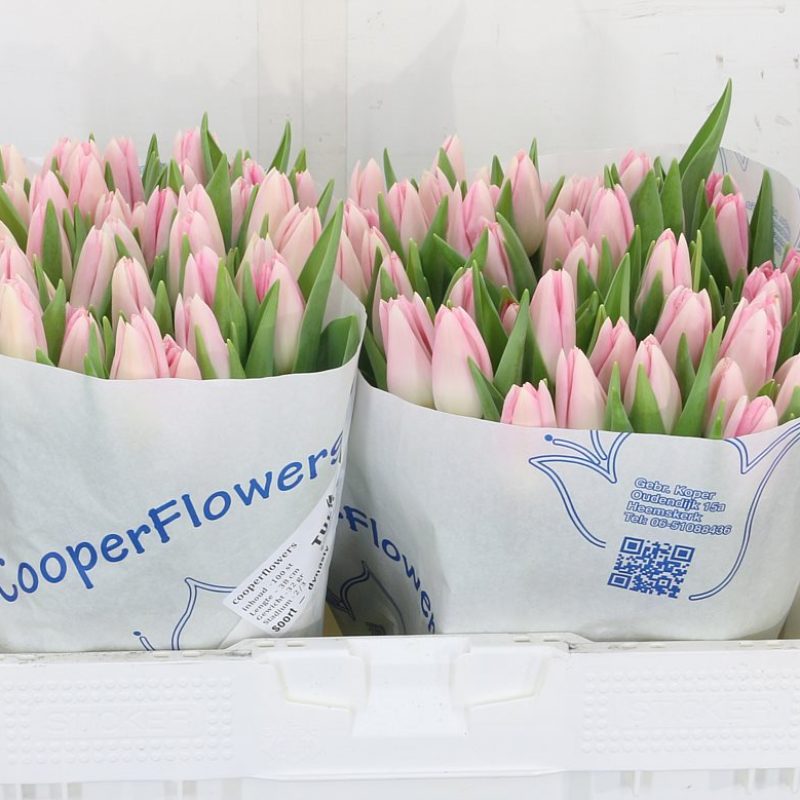 Tulip Dynasty Tulip Dynasty