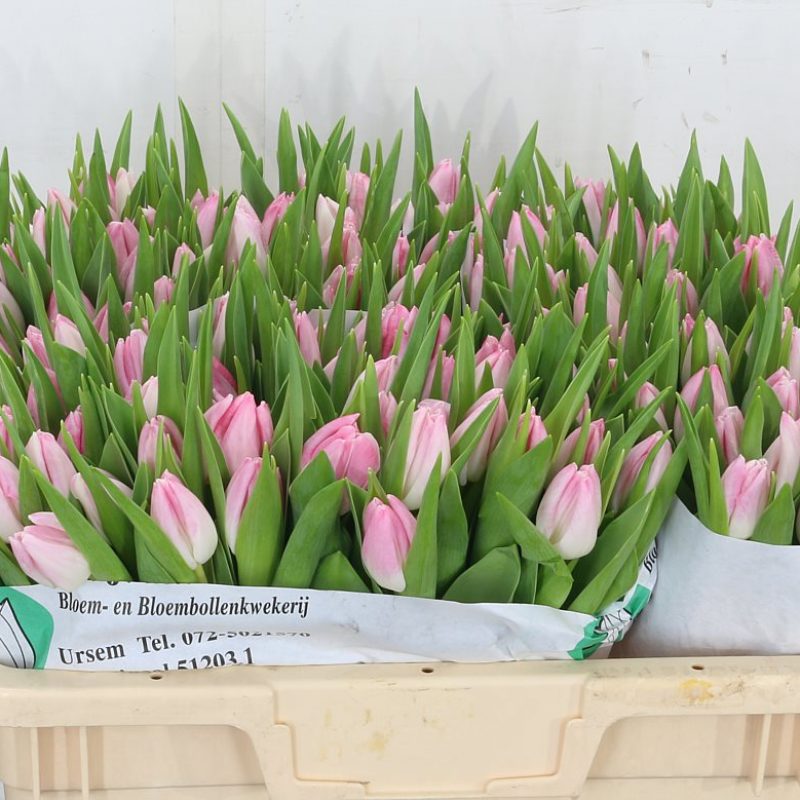 Tulip First Class Tulip First Class