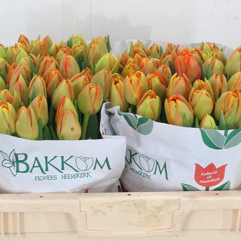 Tulip Icoon Tulip Icoon
