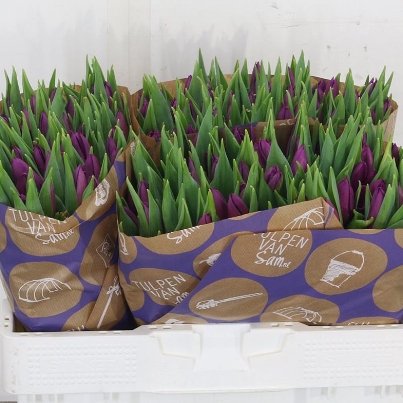 Tulip Laptop Tulip Laptop