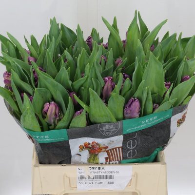Tulip Mysterious Par