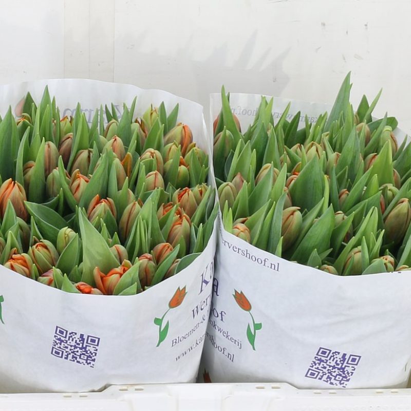 Tulip Orange Princes Tulip Orange Princes