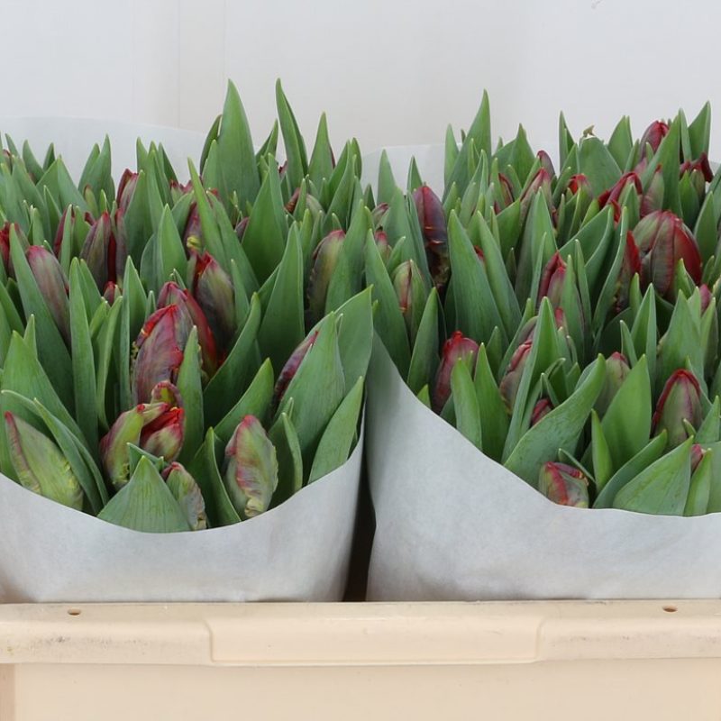 Tulip Parrot Rococo Tulip Parrot Rococo