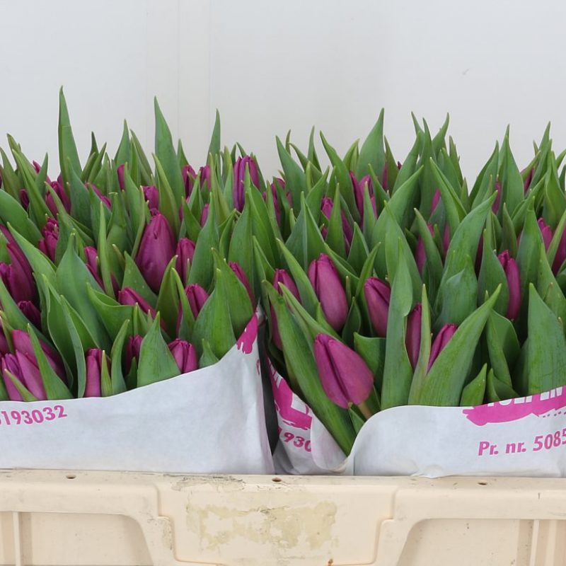 Tulip Purple Prince Tulip Purple Prince