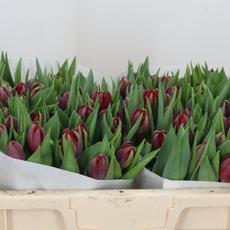 Tulip Red Princess Tulip Red Princess