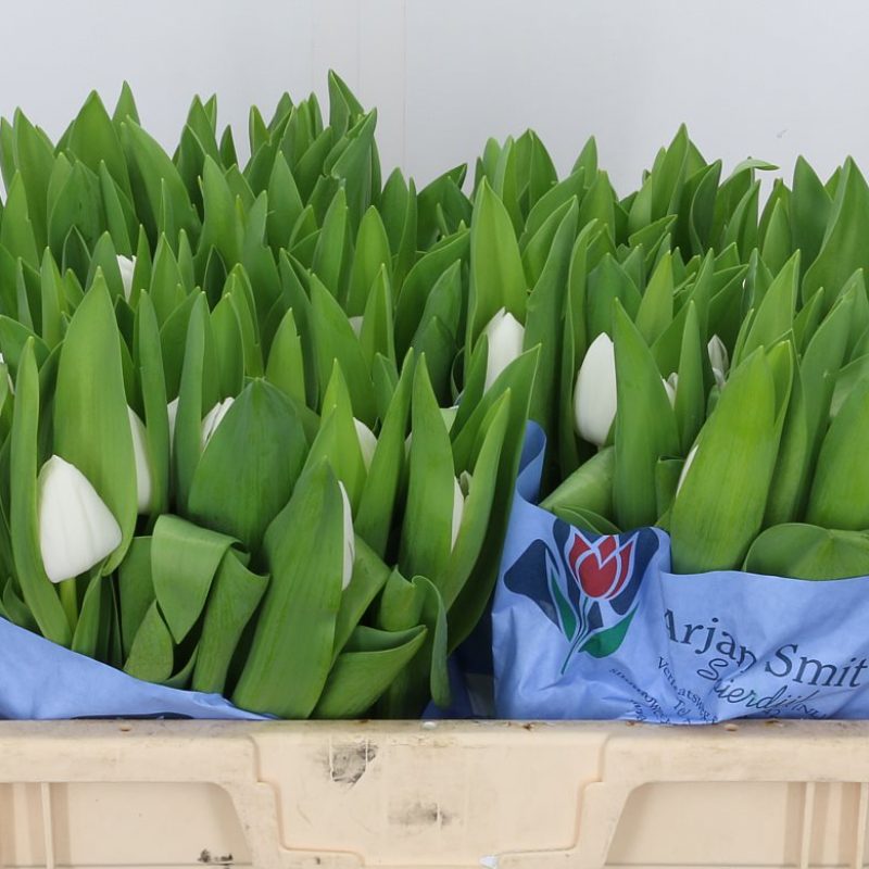 Tulip Royal Virgin Tulip Royal Virgin