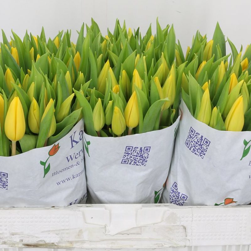 Tulip Strong Gold Tulip Strong Gold