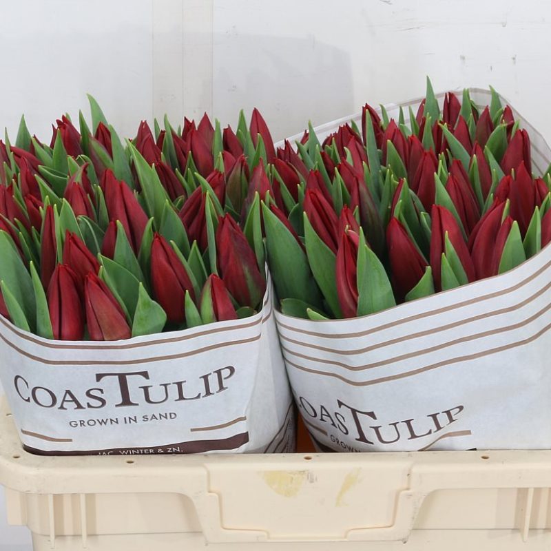 Tulip Strong Love Tulip Strong Love
