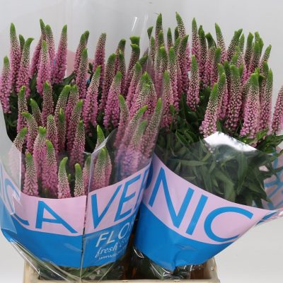 Veronica Smart Enjoyce