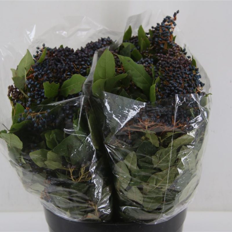 Vibernum Berries Vibernum Berries