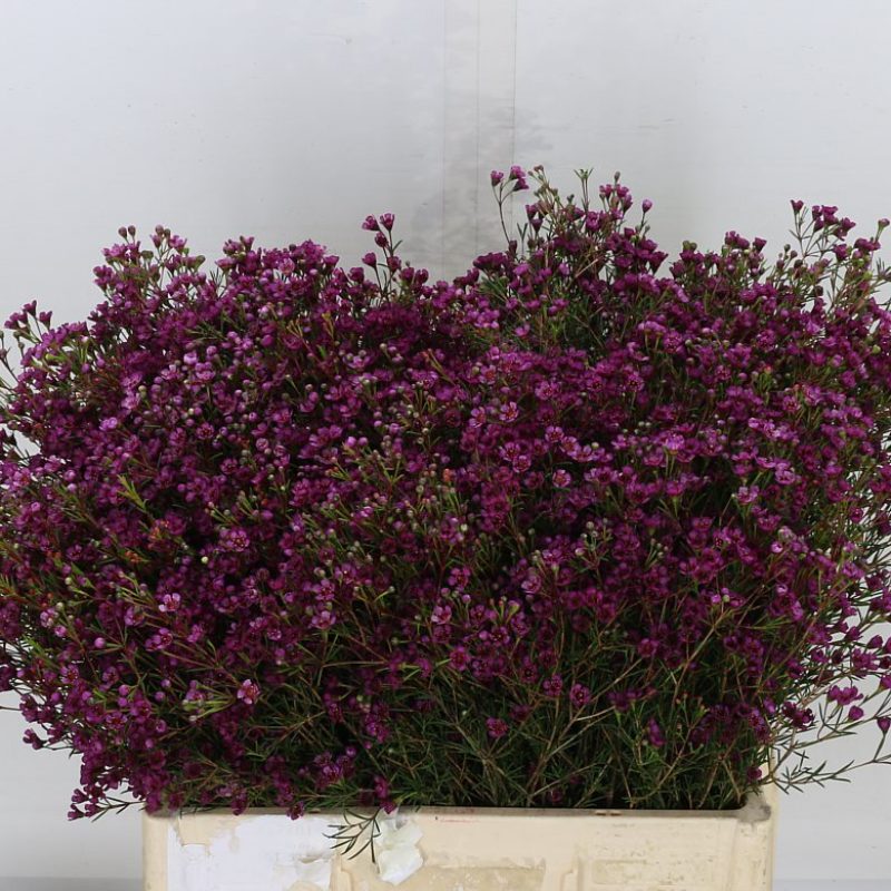 Waxflower Jupiter Waxflower Jupiter