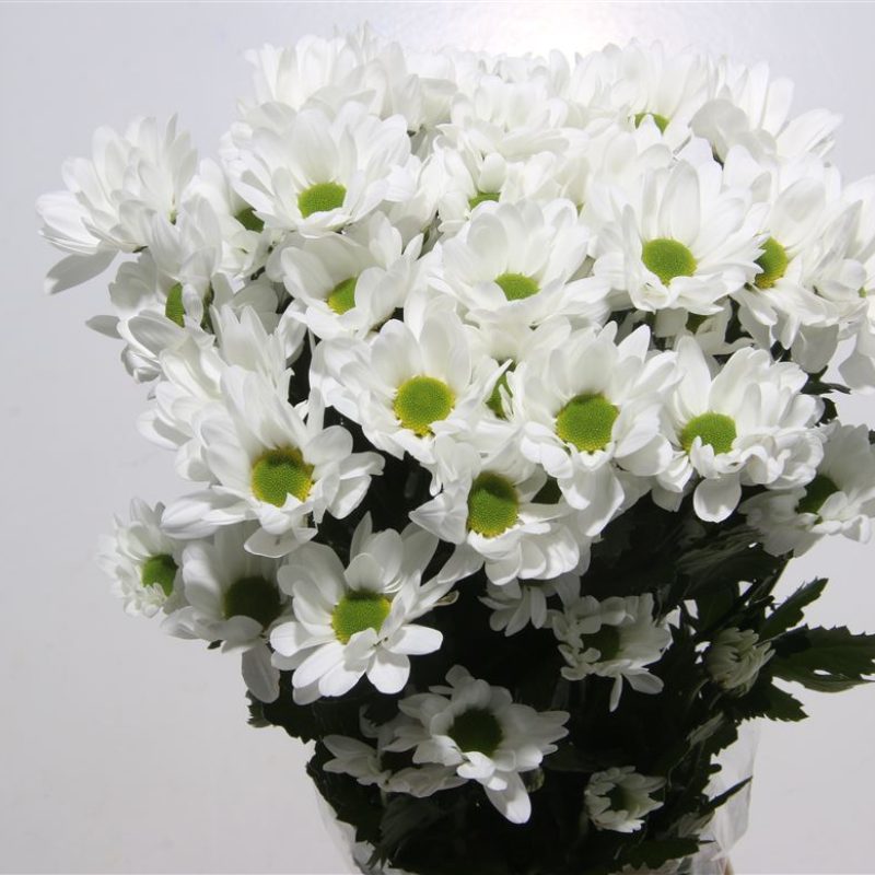 White-Chic-Chrysanth