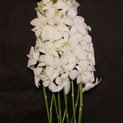 White-Dendrobium