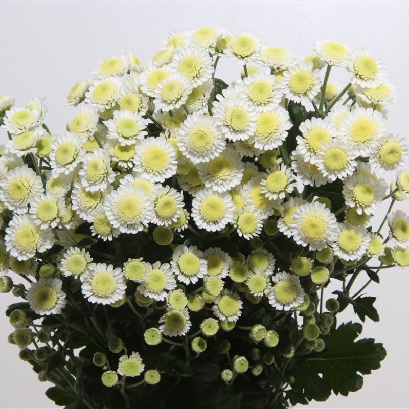 White-Stallion-Chrysanth