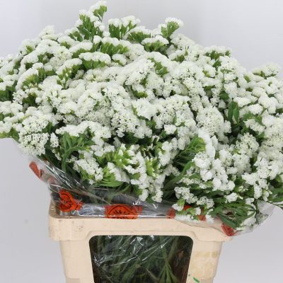 White-Stattice