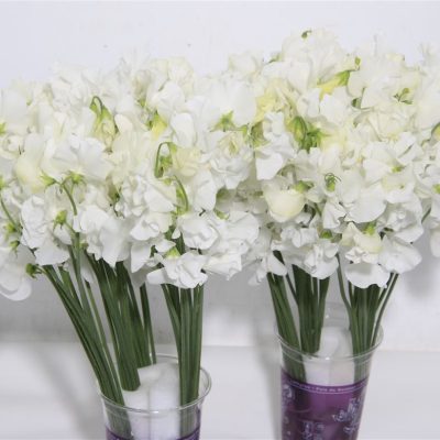 White-Sweetpeas