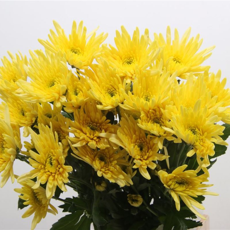 Yellow-Delliane-Chrysanth