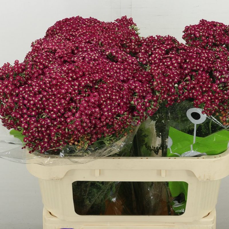 red achillea