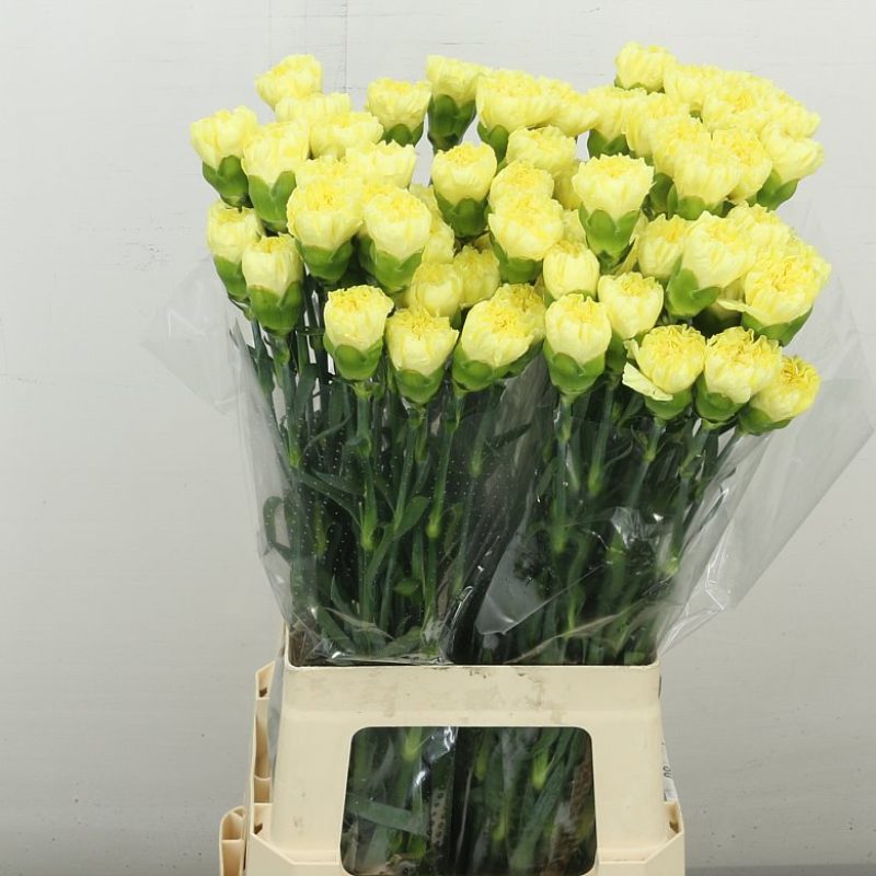 yellow carnation